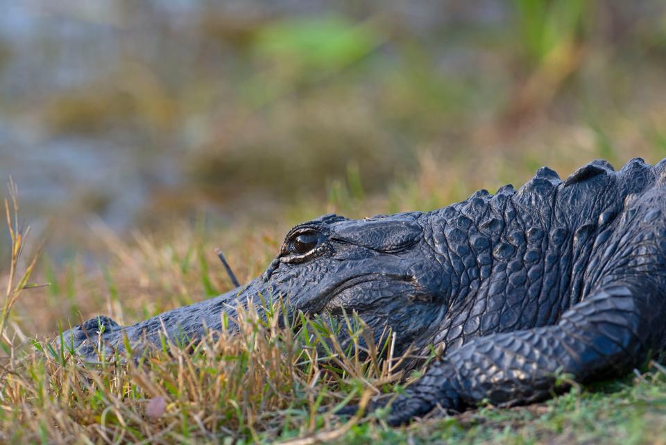 Tips to keep you and your pets safe as gator mating season approaches