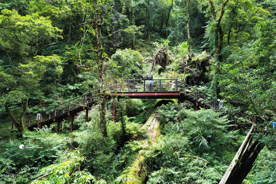 拉拉山巨木群步道