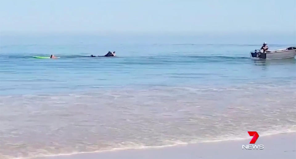 Swimmers lead the horse back to shore. Source: 7 News