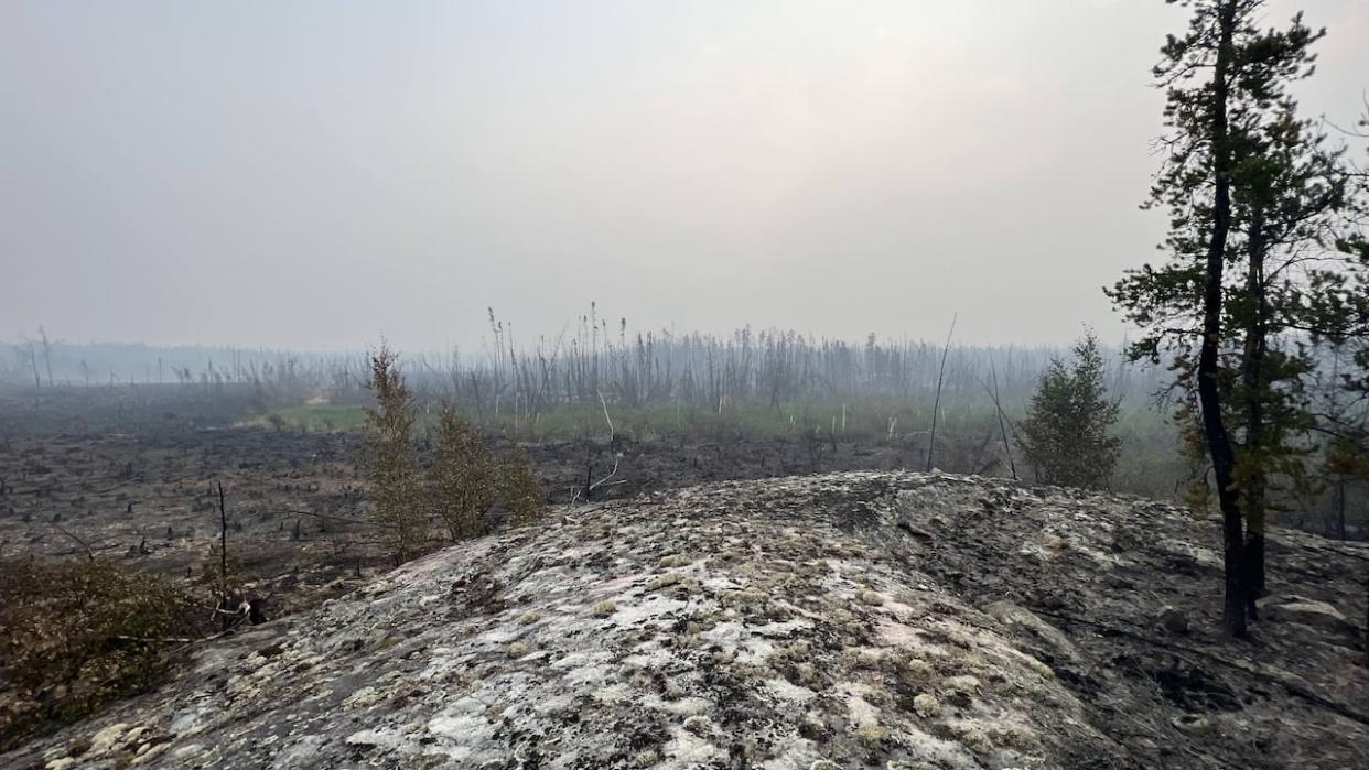 A burned area near Highway 3 on July 30.  (Travis Burke/CBC - image credit)