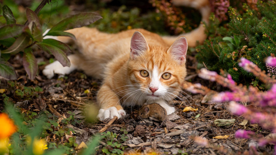 cat with mouse