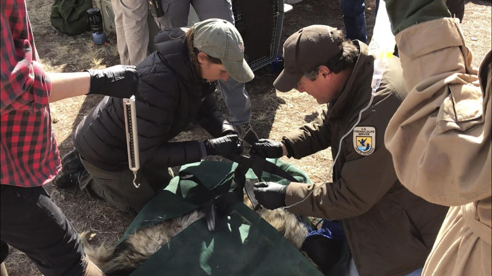 In this Jan. 30, 2020 photo, members of the Mexican gray wolf recovery team prepare to weigh a wolf that was captured in the mountains outside of Reserve, N.M., as part of an annual survey. The Fish and Wildlife Service on Wednesday, March 18 announced the result of the latest survey, saying there are at least 163 wolves in the wild in New Mexico and Arizona. That marks a nearly 25% jump in the population from the previous year. (AP Photo/Susan Montoya Bryan)