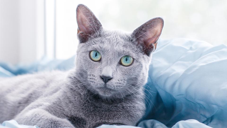 Russian Blue