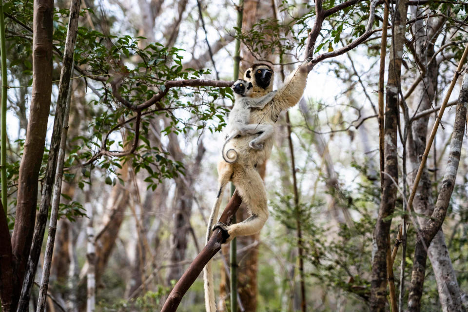 Lemurs in Kirindy Forest, a private reserve along Madagascar's west coast that has suffered profound deforestation in recent years, on Nov. 23, 2019.<span class="copyright">Andy Isaacson</span>