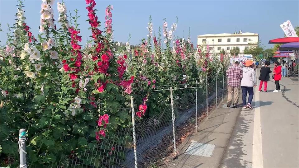 比人還高、色彩繽紛　員林「蜀葵花迷宮」清明連假旅遊亮點