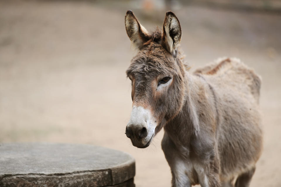 Portrait of a donkey on farm.