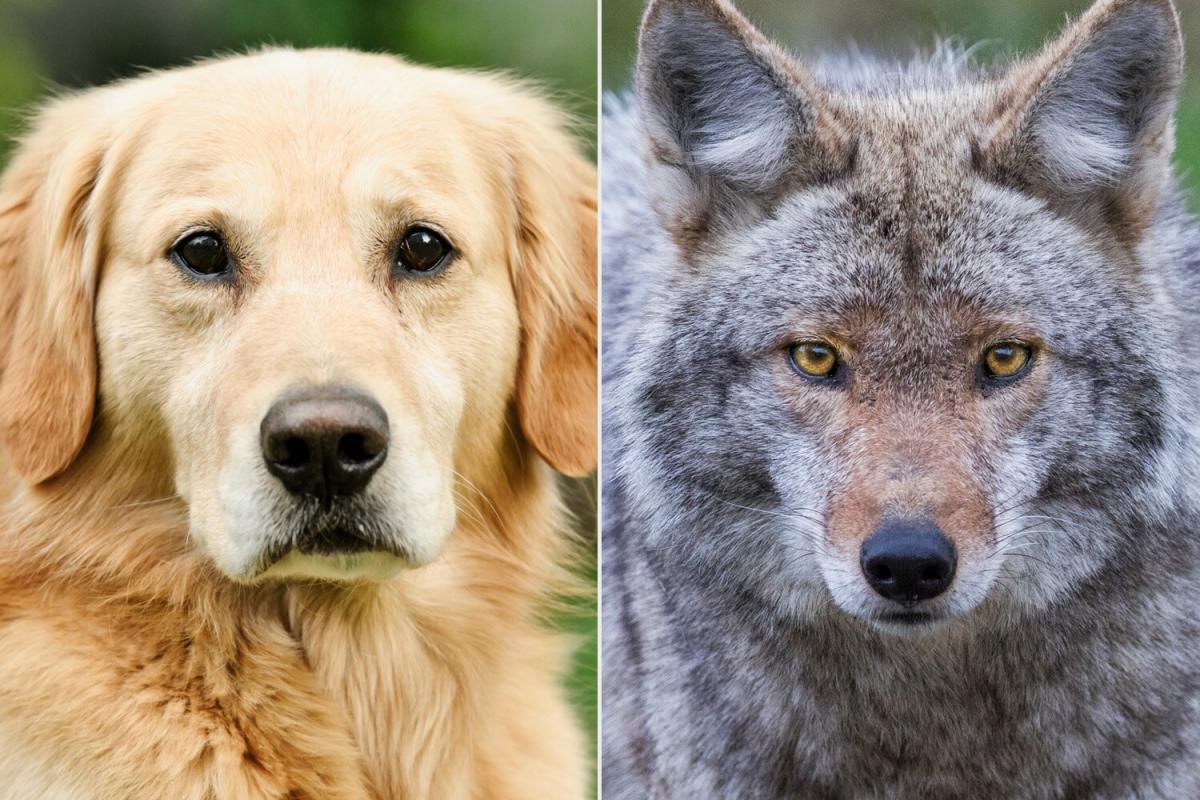 how can you tell the difference between a dog and a coyote