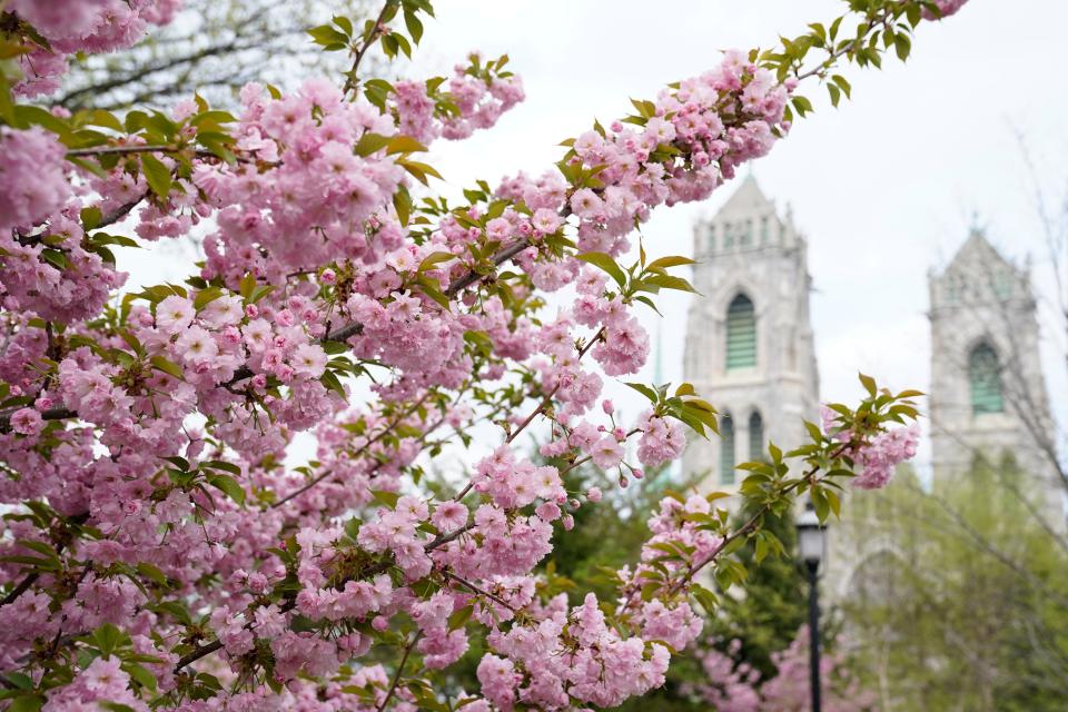 Cherry blossoms in full bloom during the golden anniversary mass at the Cathedral Basilica of the Sacred Heart on Sunday, April 16, 2023.