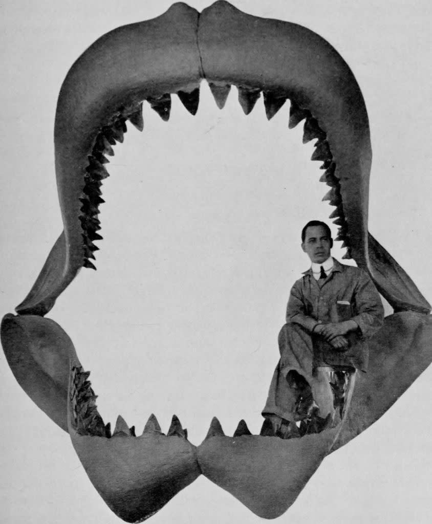 A person sits inside a large set of prehistoric shark jaws, highlighting the massive size difference