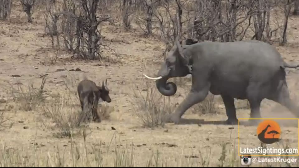 The elephant can be seen charging toward the buffalo slamming its long tusks into the animal. Photo: Supplied