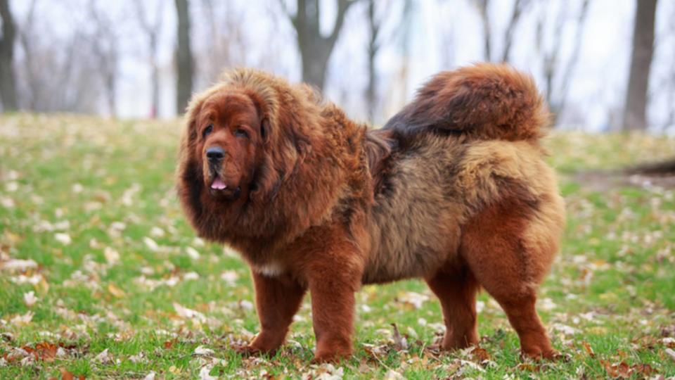 17. Tibetan Mastiff