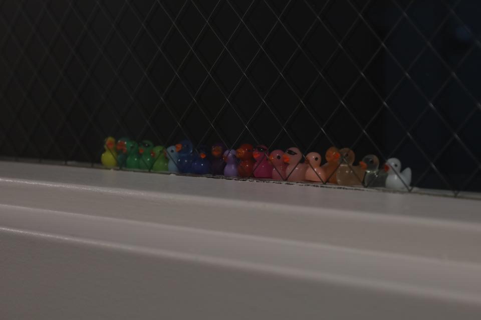 A collection of ducks of all colors sits on a faculty member's office window on the University of Memphis campus. Student Isabella Albert, who is behind the Tiny Duck Movement, said one of the biggest surprises of the game's popularity was how much faculty members got involved.