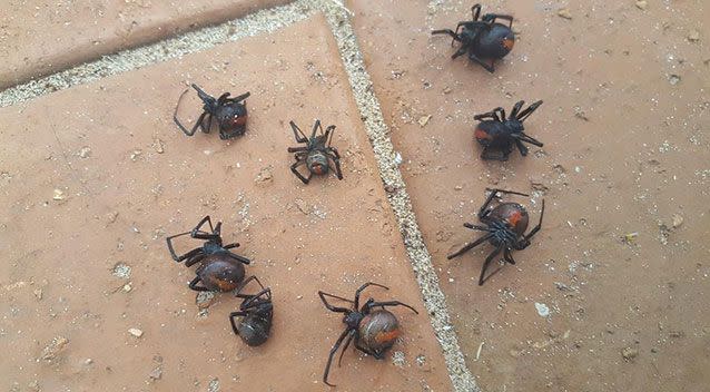 The cluster of redback spiders was snapped after being found on the windowsill of a Warrnambool home in Victoria’s South West. Source: Reddit