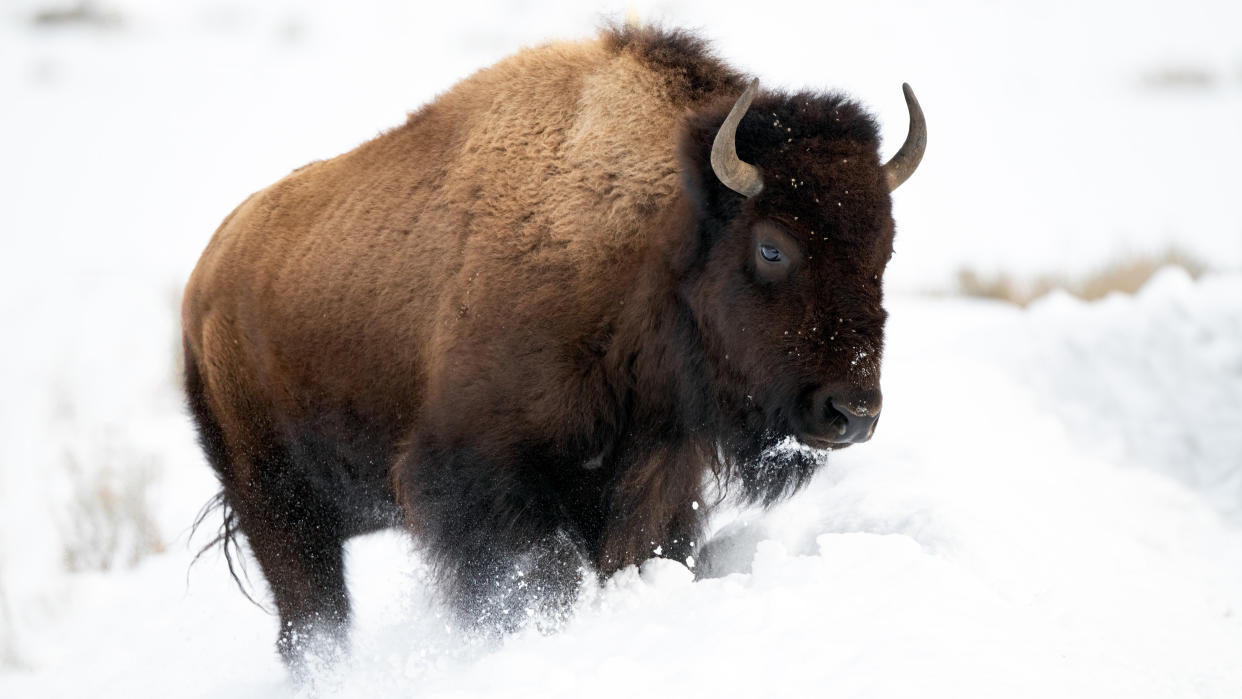  Bison in snow at Yellowstone National Park. 