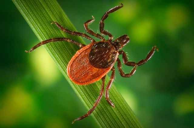 courtesy NASA The Blacklegged Tick