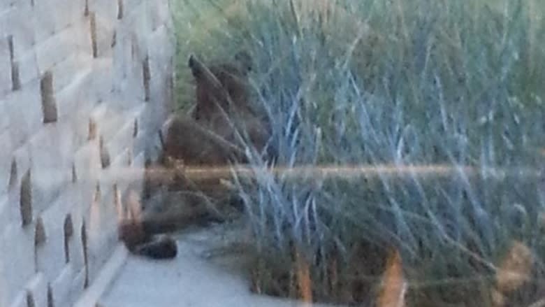 Cougar causing a stir outside hospital in Calgary