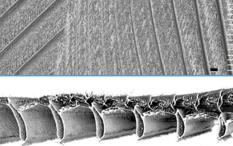 Microscopic analysis revealed the tiny hair like hooks that act like Velcro - Credit: Stanford University&nbsp;