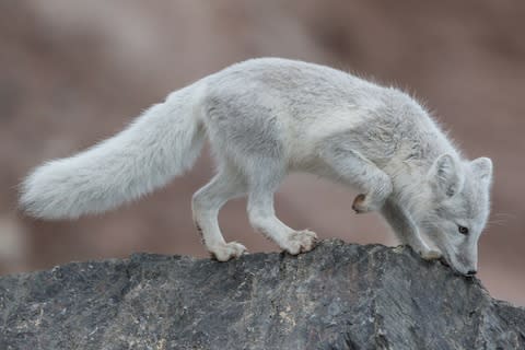 An arctic fox - Credit: getty