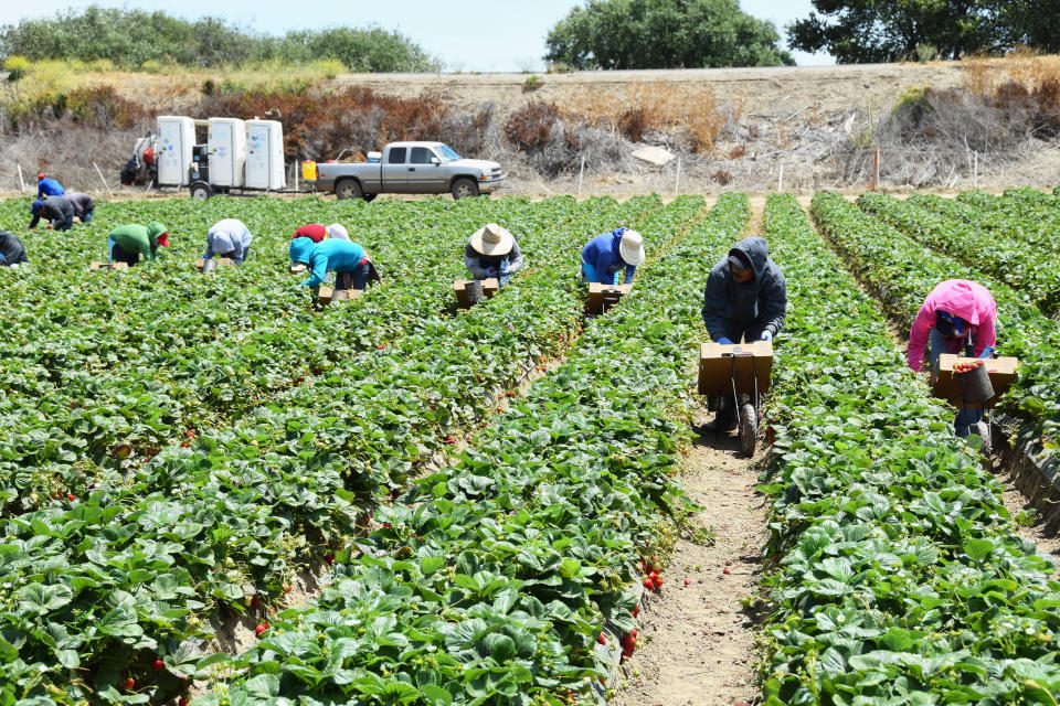 Recogida de fresas en una granja de California. Algunos sectores como el de la agricultura dependen de la mano de obra de los inmigrantes. Foto: Getty Images. 