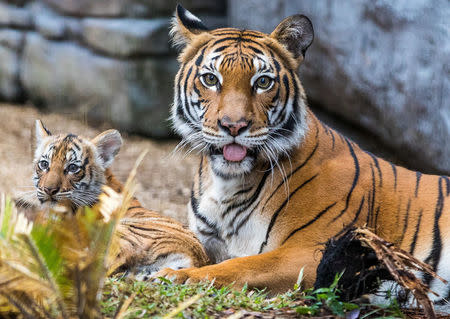 Berisi, a Malayan tiger cub, emerges from her den into the tiger habitat with her mother Bzui at Tampa's Lowry Park Zoo in Tampa, Florida, U.S. December 7, 2016. Christina Lasso/Tampa's Lowry Park Zoo/Handout via REUTERS