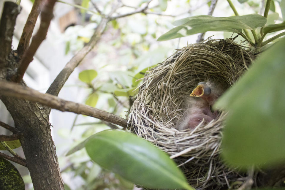 A bird nest built next to a front door.<p>E. Fazio</p>