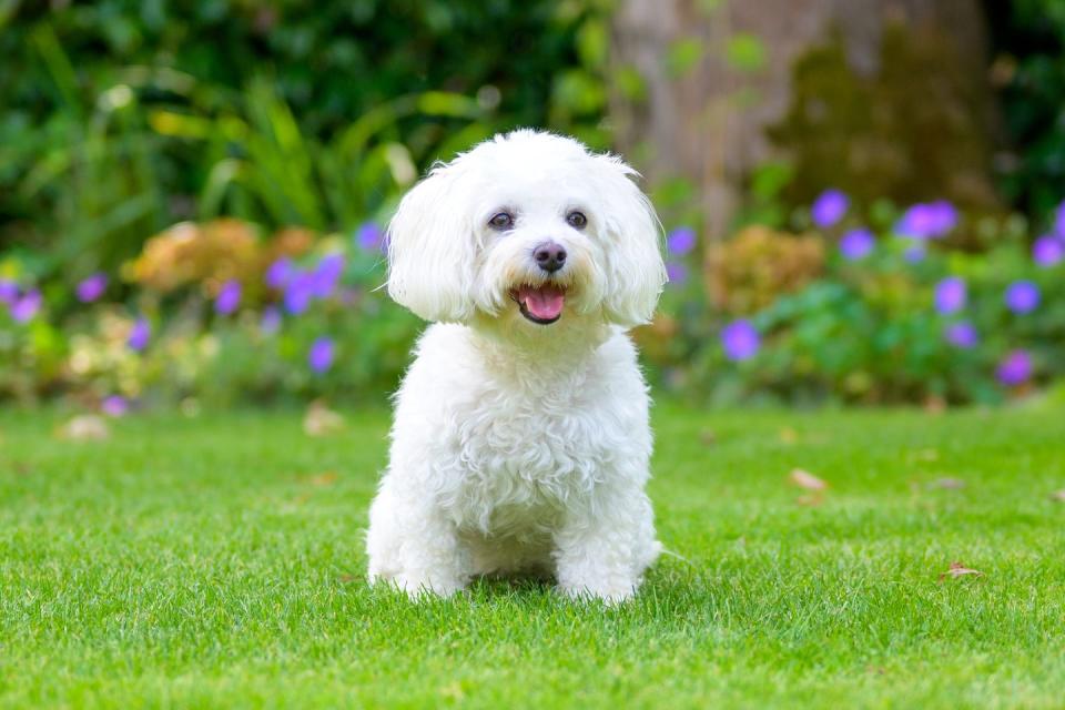 cute little fluffy white havanese dog with curly hair in a lush green garden