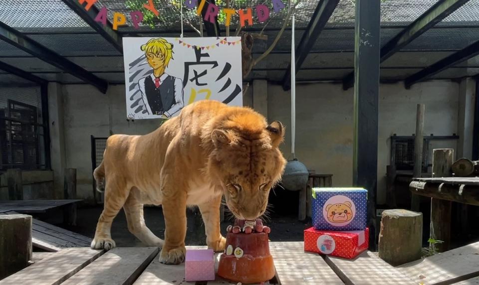 A Biao, the only tiger lion of the Taiwan University of Science and Technology, is 12 years old.