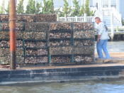 A worker rides a barge laden with cages of whelk shells and oysters into the Barnegat Bay in Lacey Township, N.J. on Aug. 16, 2022. A project is under way there to protect the shoreline by establishing oyster colonies to blunt the force of incoming waves. (AP Photo/Wayne Parry)