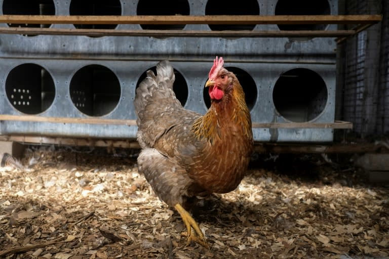 Las gallinas también se ruborizan con las emociones, ha constatado un equipo de investigadores franceses, en un hallazgo que puede abrir nuevas pistas para estimar el bienestar de los animales (Matthew Hatcher)