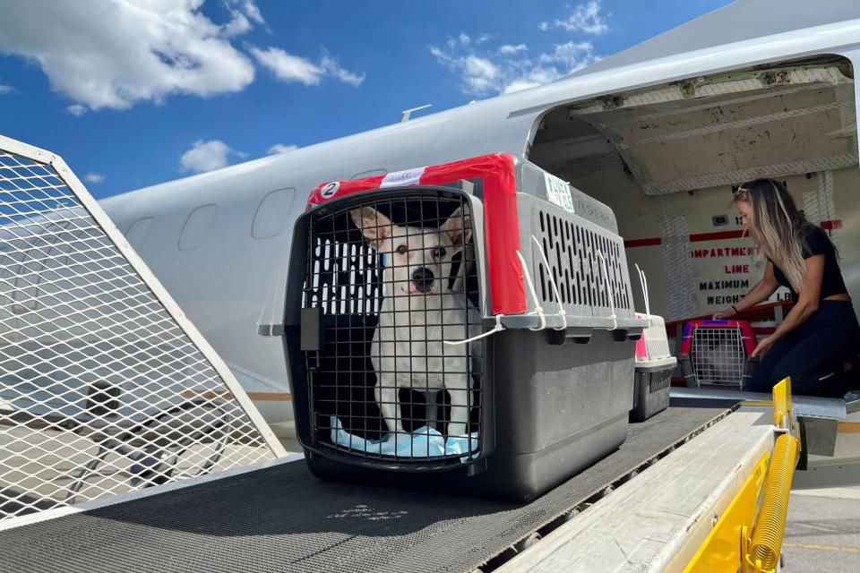 300 Rescue Pets Arrive in U.S. on Historic “Freedom Flights”. (Credit: The Sato Project)