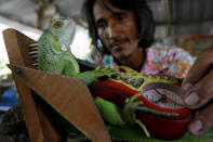 El entrenador de animales Santisak Dulapitak, de 53 años, entrena a su iguana para que pode en una silla, en su casa en las afueras de Bangkok en septiembre del 2009. Santisak ha entrenado animales para que aparezcan en anuncios y películas por más de dos décadas. REUTERS/Sukree Sukplang