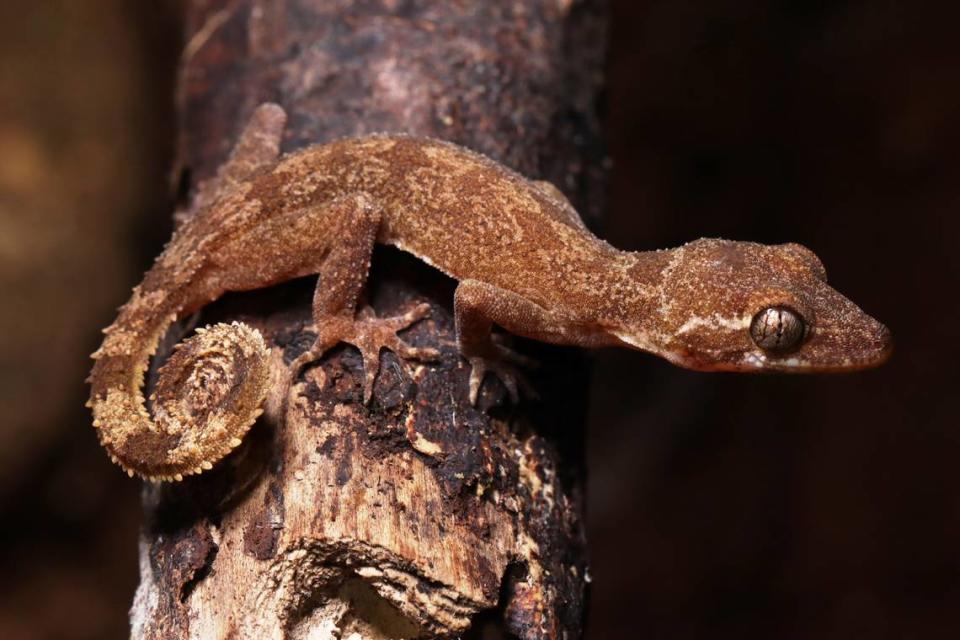 A Cyrtodactylus thalang, or Thalang bent-toed gecko, perched on a branch. Photo shared by Nikolay Poyarkov