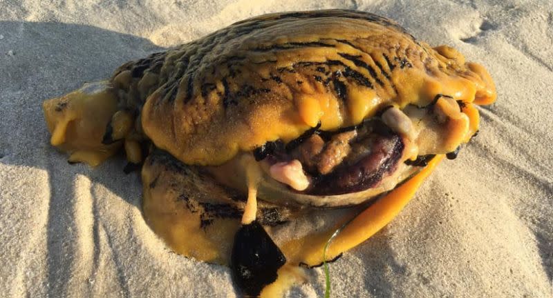 Un hombre encontró a esta criatura en la Leighton Beach de Australia Occidental, pero ¿sabes qué es? Fuente: Facebook