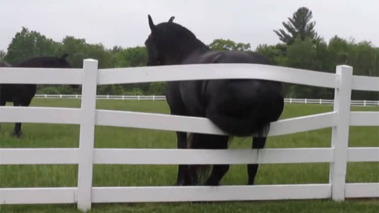 Horse breaks fence