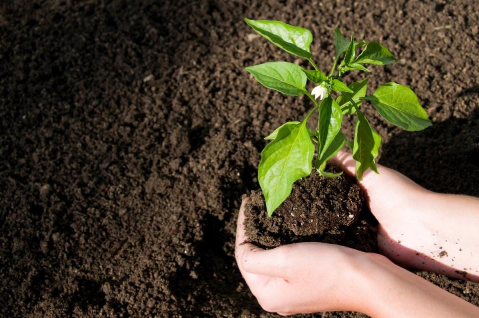 Hands holding young jalapeño plant ready to plant