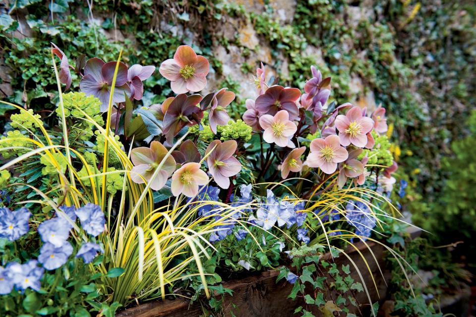 <p>Tough-as-nails perennials are great when you want plants that can endure difficult back yard conditions. Yellow acorus, lime green euphorbia, purple viola, variegated ivy, and pink Lenten rose make this container pop. If you want to be you’re your containers look their best for the longest, you will want to try a tried-and-true approach. Combine Lenten roses with these three great plants and you will achieve maximum curb appeal, with fantastic durability:</p> <ul><li>Hostas: Their wide leaves hide the foliage of fading bulbs.</li> <li>Daffodils: Early-blooming types continue the show.</li> <li>Black mondo grass: It's dark, grassy foliage provides excellent contrast.</li> </ul>