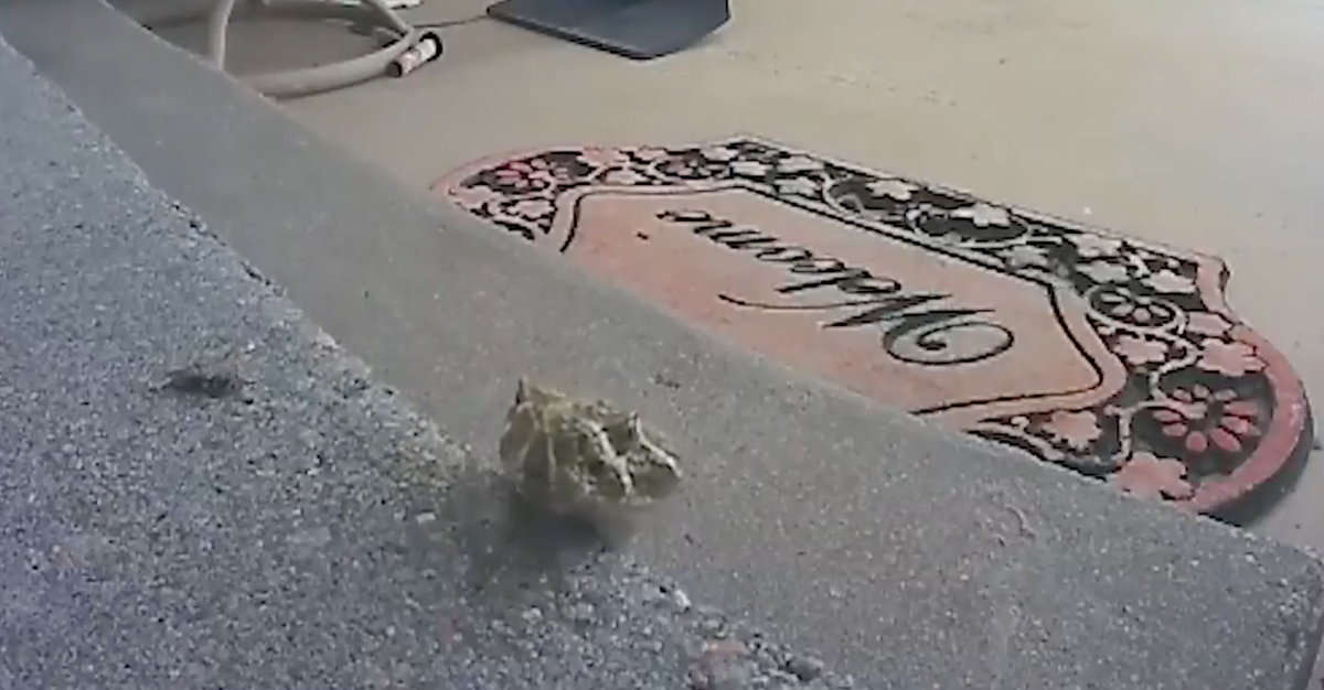 A rattlesnake makes an appearance on a woman’s ring camera as it approaches her home in Nebraska. The snake was eventually killed by a FedEx driver (screengrab/ABC5)