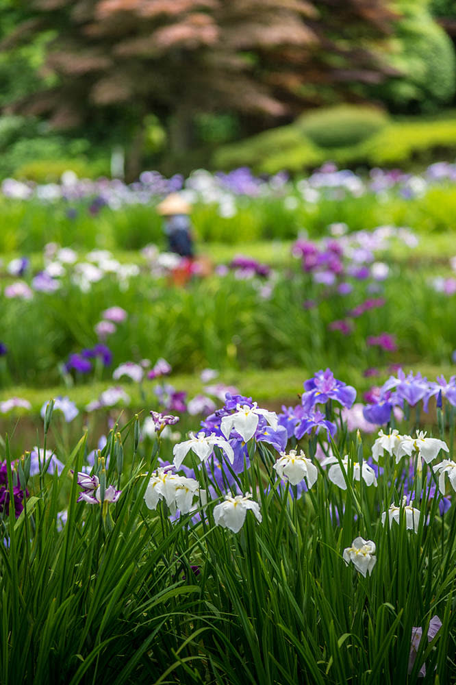 藥師池公園（Image Source : Getty Creative）