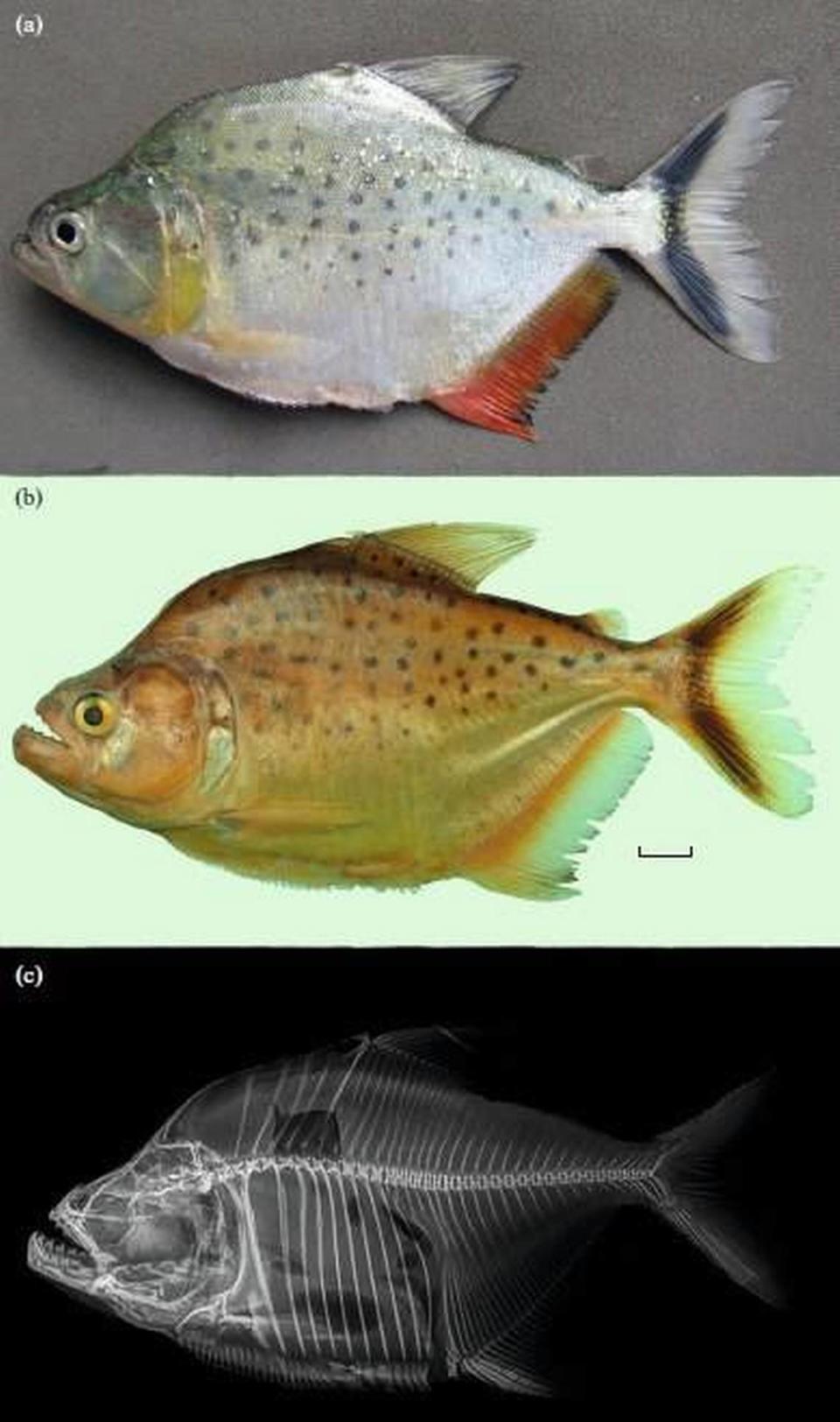 In life, the fish had darker fins than previously thought of piranhas, the researchers said.