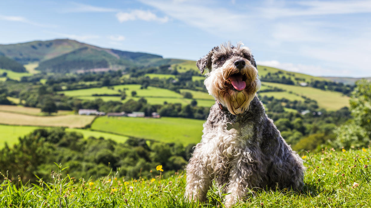 Mini schnauzer in Welsh landscape