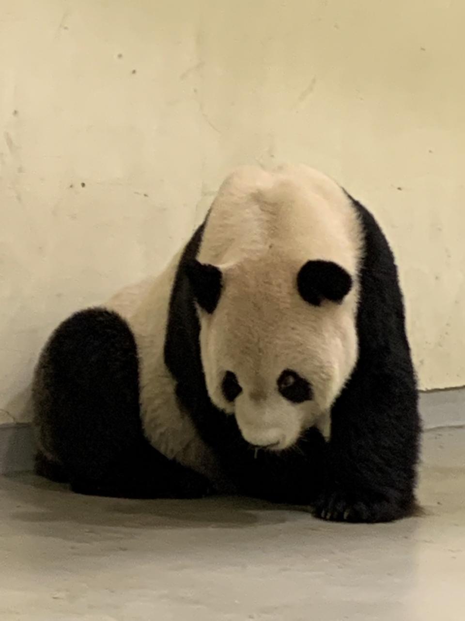 團團後肢使不上力。（圖／台北市立動物園提供）