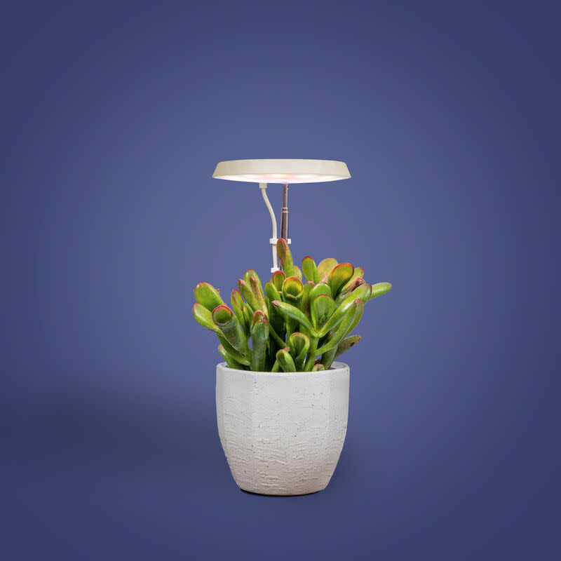 <p><a href="https://go.redirectingat.com?id=74968X1596630&url=https%3A%2F%2Faerogarden.com%2Fthe-plant-shop%2Fgrow-lights%2Fall-lighting%2Fstem-grow-light.html&sref=https%3A%2F%2Fwww.womansday.com%2Fhome%2Fg60219756%2Fbest-gifts-for-plant-lovers%2F" rel="nofollow noopener" target="_blank" data-ylk="slk:Shop Now;elm:context_link;itc:0;sec:content-canvas" class="link rapid-noclick-resp">Shop Now</a></p><p>Stem Grow Light</p><p>aerogarden.com</p><p>$21.99</p><span class="copyright">Aerogarden</span>