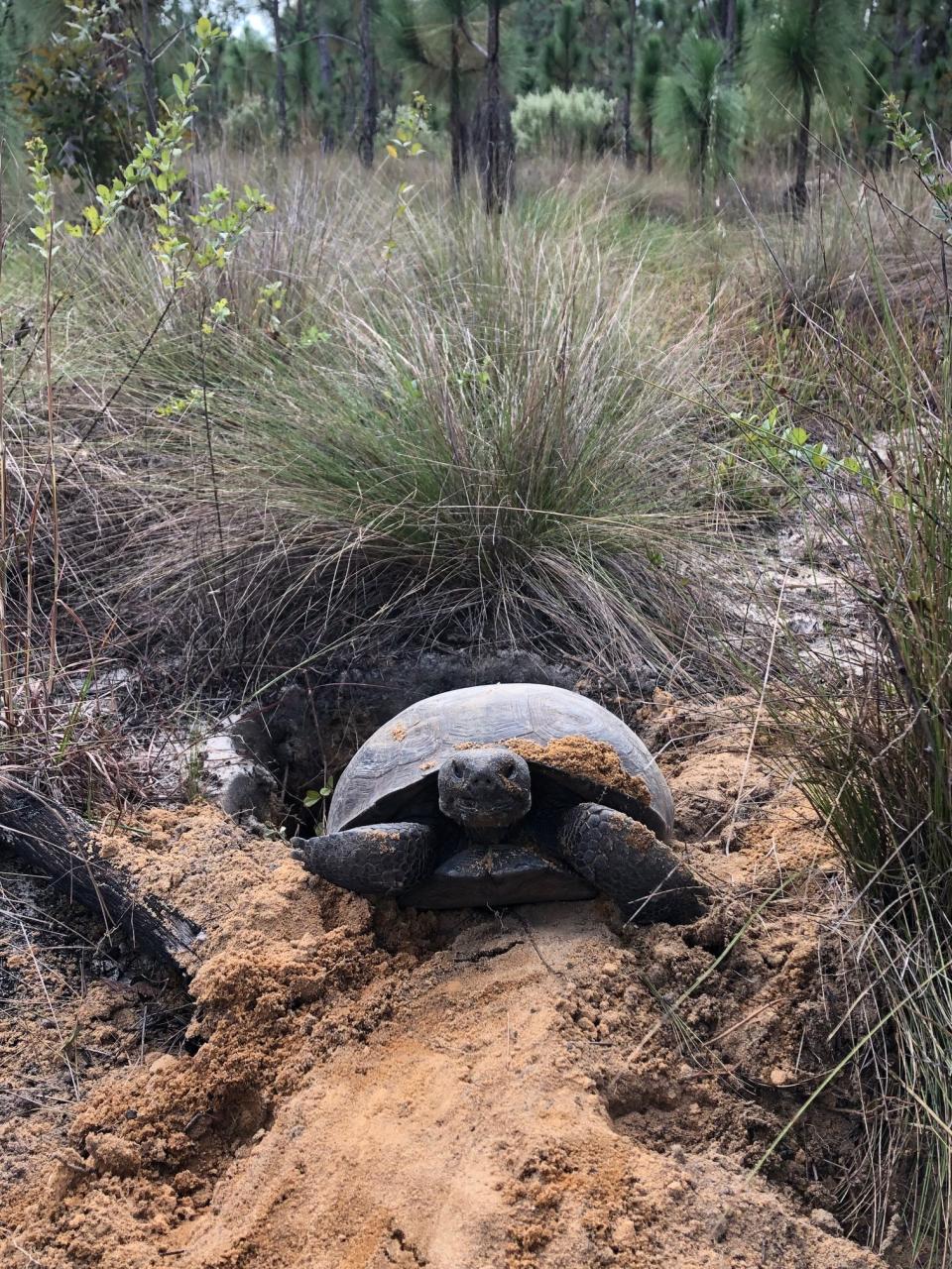 A gopher tortoises climbs through brush. The U.S. Fish and Wildlife Service, which decides which critters make the endangered list, this month decided that gopher tortoises east of Alabama's Tombigbee and Mobile rivers have "robust" populations and are no longer candidates for the federally protected status.