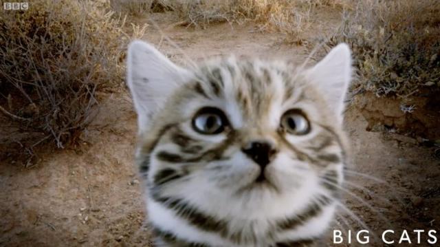 the most smallest cat in the world