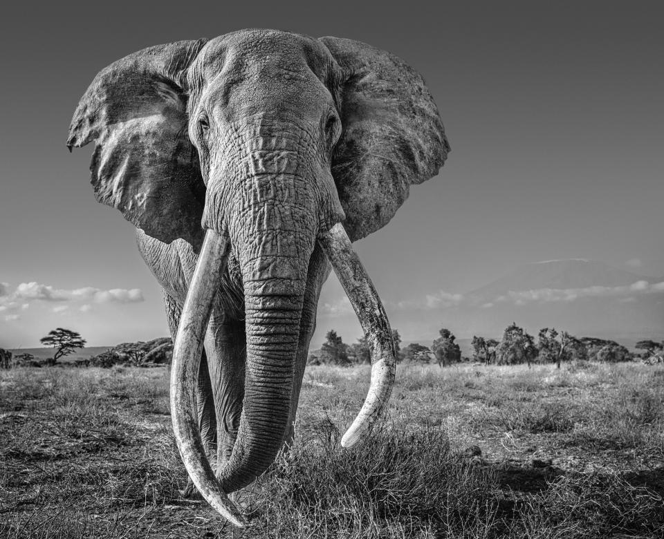 David Yarrow