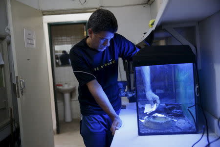 Luis Merlo, a veterinarian, works in the Dendrobates leucomelas frogs habitat, at the terrarium facilities in Caracas November 30, 2015. REUTERS/Carlos Garcia Rawlins