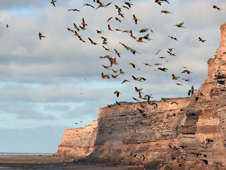 La mayor colonia de loros que se sitúa en Río Negro