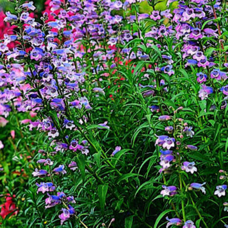 Lots of trumpet-shaped blooms