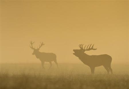 A stag deer barks during an early, autumn, misty morning in Richmond Park, south west London September 27, 2013. REUTERS/Toby Melville