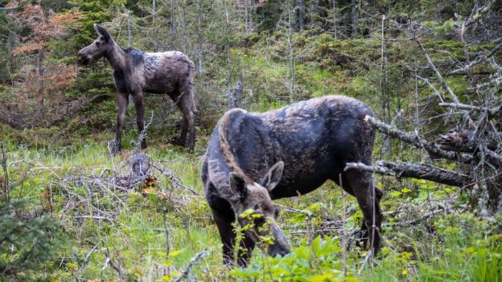 moose in Isle Royale